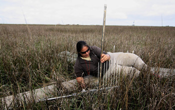 Surface-elevation measurement in a marsh near Myrtle Grove, Louisiana.